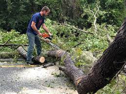 How Our Tree Care Process Works  in  Anthony, KS