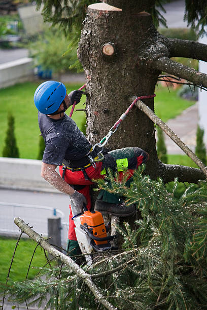 Anthony, KS Tree Removal Company